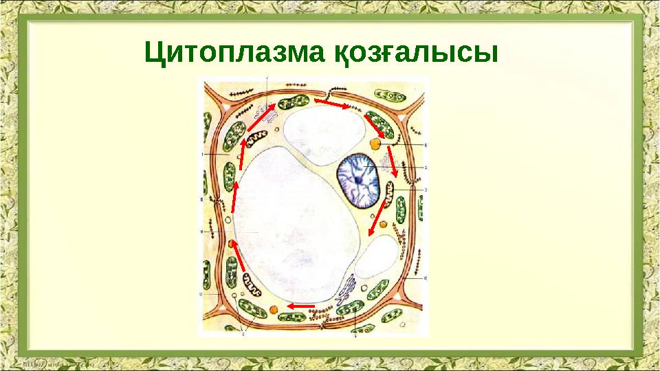 Ц итоплазма қозғалысы