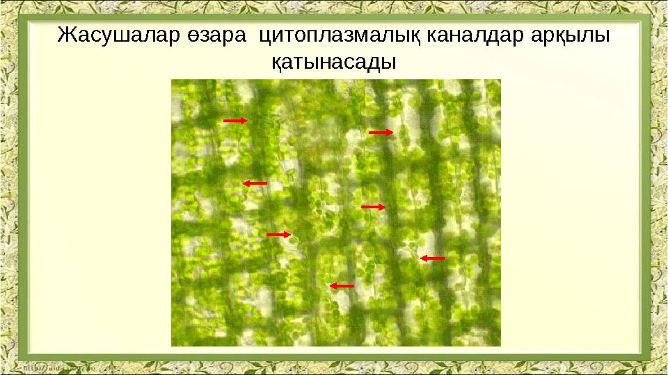 Жасушалар өзара цитоплазмалық каналдар арқылы қатынасады