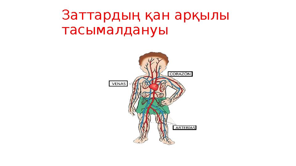Заттардың қан арқылы тасымалдануы