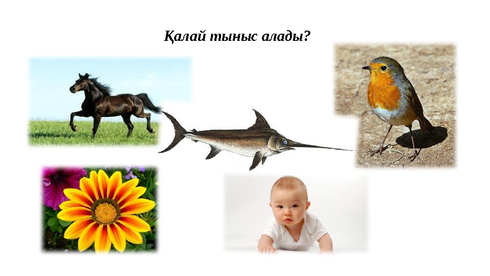 Қалай тыныс алады?
