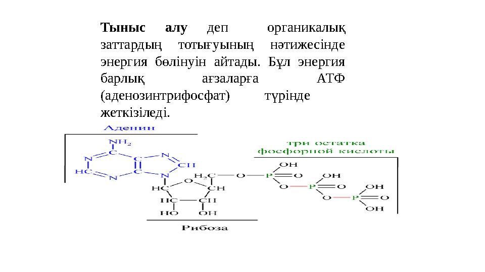 Тыныс алу деп органикалық заттардың тотығуының нәтижесінде энергия бөлінуін айтады. Бұл энергия барлық ағзаларға