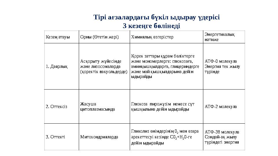 Тірі ағзалардағы бүкіл ыдырау үдерісі 3 кезеңге бөлінеді Кезең атауы Орны (Өтетін жері