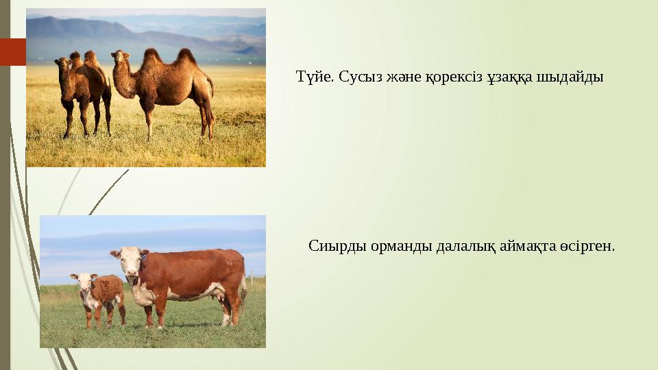 Түйе. Сусыз және қорексіз ұзаққа шыдайды Сиырды орманды далалық аймақта өсірген.