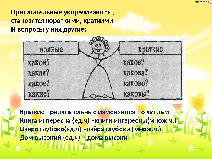 Прилагательные укорачиваются , становятся короткими, краткими И вопросы у них другие: Краткие прилагательные изменяются по числа