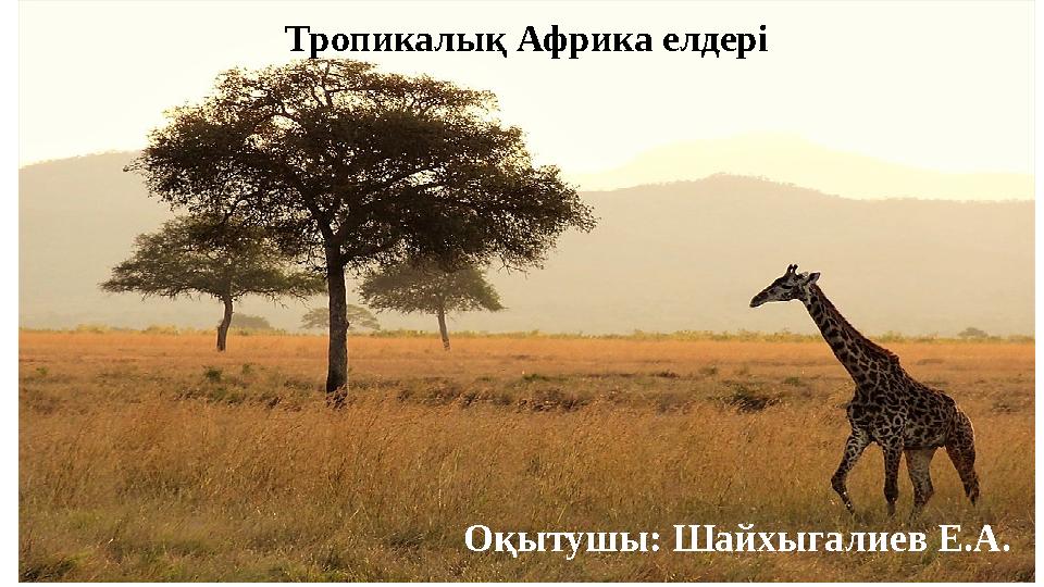 Жалаңаш Рокси