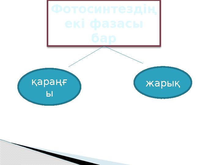 Фотосинтездің екі фазасы бар қараңғ ы жарық