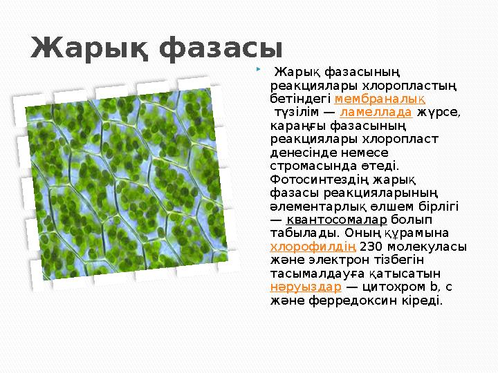 Жарық фазасы  Жарық фазасының реакциялары хлоропластың бетіндегі мембраналық түзілім — ламеллада жүрсе, караңғы фазасы