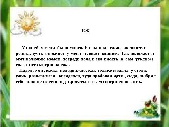 ЕЖ Мышей у меня было много. Я слышал –ежик их ловит, и решил:пусть он живет у меня и ловит мышей. Так положил я