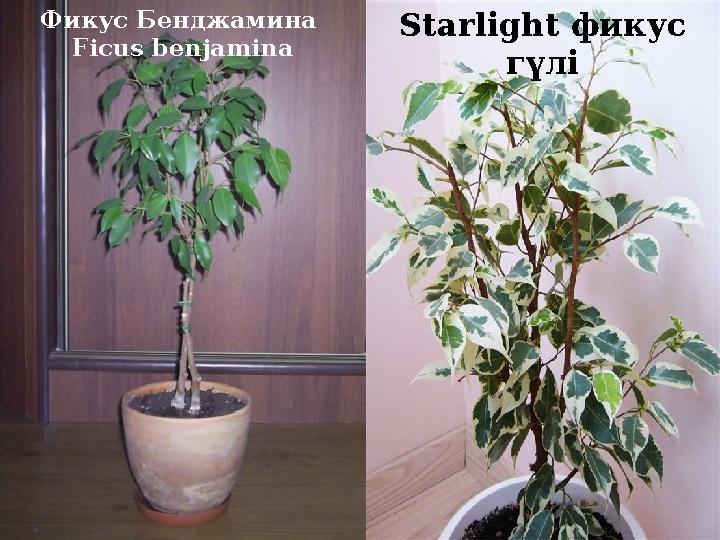 Фикус Бенджамина Ficus benjamina Starlight фикус гүлі