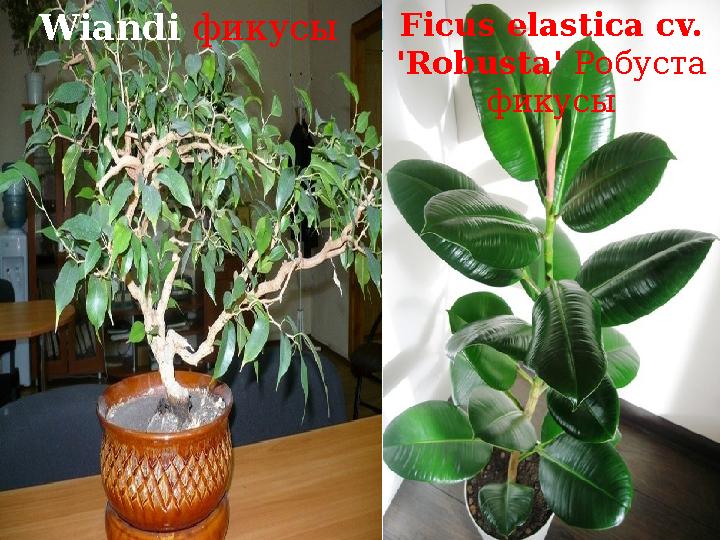 Wiandi фикусы Ficus elastica cv. 'Robusta' Робуста фикусы