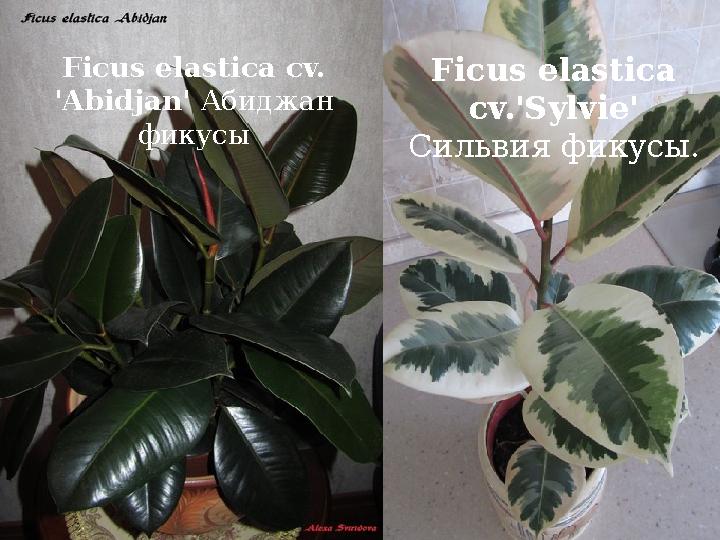 Ficus elastica cv. 'Abidjan' Абиджан фикусы Ficus elastica cv.'Sylvie' Сильвия фикусы .