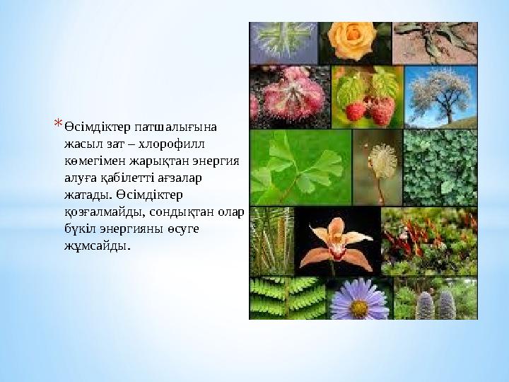 * Өсімдіктер патшалығына жасыл зат – хлорофилл көмегімен жарықтан энергия алуға қабілетті ағзалар жатады. Өсімдіктер қозғ