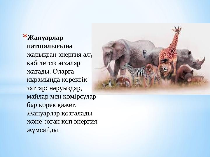 * Жануарлар патшалығына жарықтан энергия алуға қабілетсіз ағзалар жатады. Оларға құрамында қоректік заттар: нәруыздар, ма