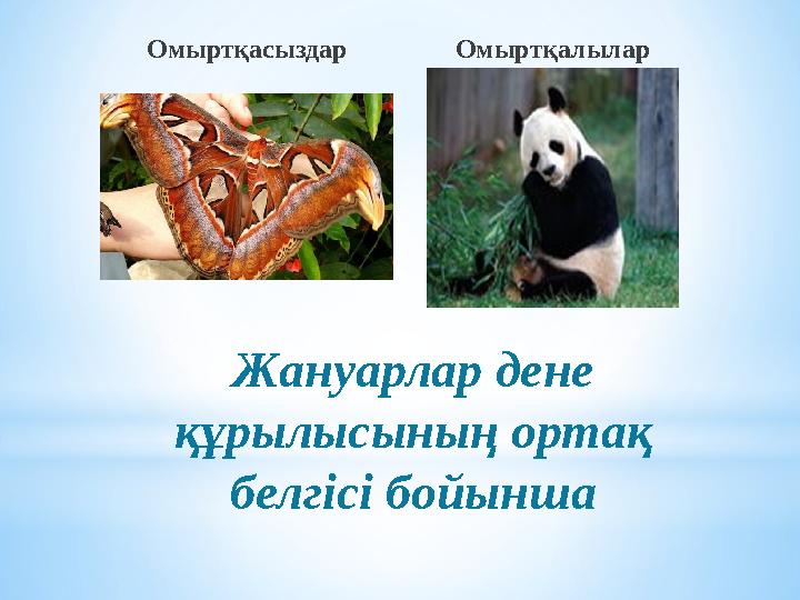 Омыртқасыздар Омыртқалылар Жануарлар дене құрылысының ортақ белгісі бойынша