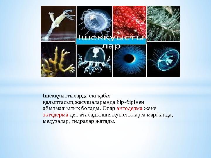 Ішекқуыстыларда екі қабат қалыптасып,жасушаларында бір - бірінен айырмашылық болады. Олар энтодерма және эктодерма деп
