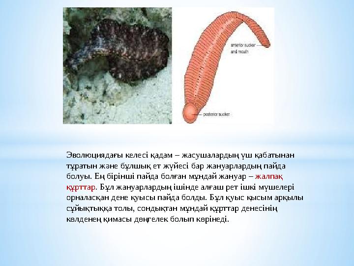 Эволюциядағы келесі қадам – жасушалардың үш қабатынан тұратын және бұлшық ет жүйесі бар жануарлардың пайда болуы. Ең бірінші