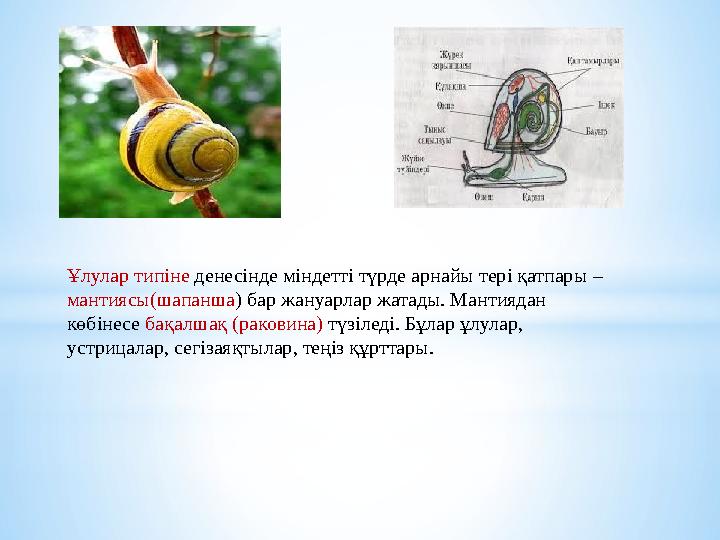 Ұлулар типіне денесінде міндетті түрде арнайы тері қатпары – мантиясы(шапанша ) бар жануарлар жатады. Мантиядан көбінесе