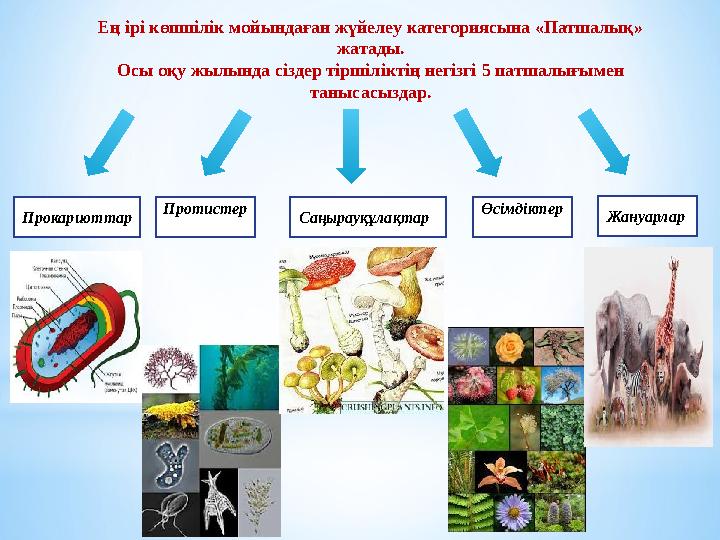 Ең ірі көпшілік мойындаған жүйелеу категориясына «Патшалық» жатады. Осы оқу жылында сіздер тіршіліктің негізгі 5 патшалығымен