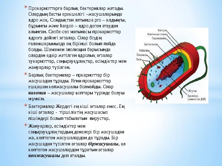 * Прокариоттарға барлық бактериялар жатады. Олардың басты ерекшелігі – жасушаларында ядро жоқ. Сондықтан латынша pro – алды