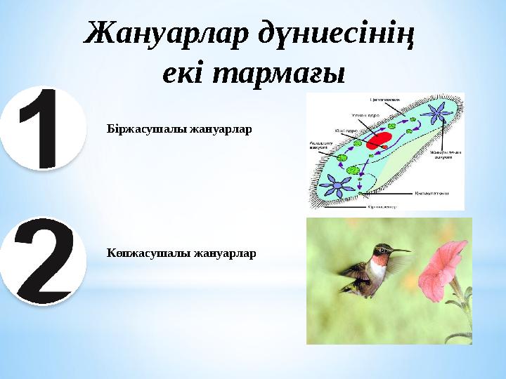 Жануарлар дүниесінің екі тармағы Біржасушалы жануарлар Көпжасушалы жануарлар