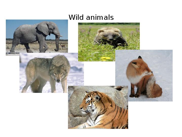 Wild animals