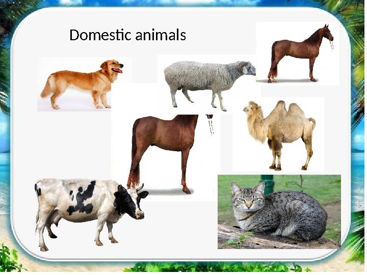 Domestic animals