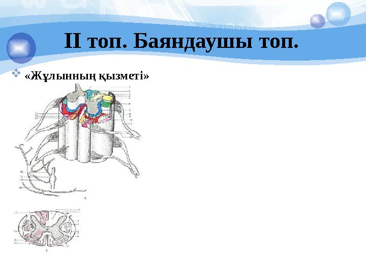 ІІ топ. Баяндаушы топ.  «Жұлынның қызметі»