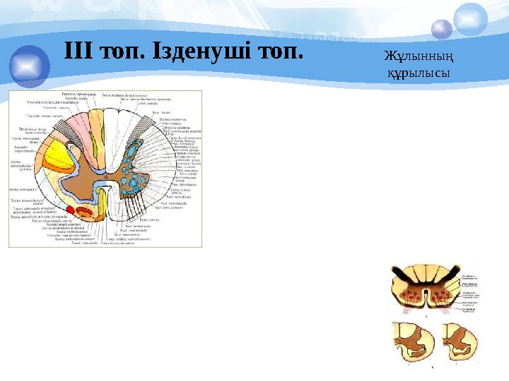 Жұлынның құрылысыІІІ топ. Ізденуші топ.