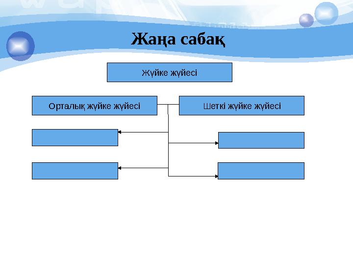 Жаңа сабақ Жүйке жүйесі Орталық жүйке жүйесі Шеткі жүйке жүйесі