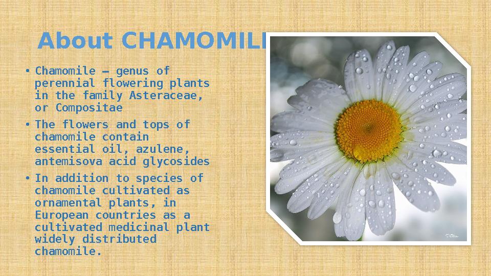 About CHAMOMILE • Chamomile — genus of perennial flowering plants in the family Asteraceae, or Compositae • The flowers and t
