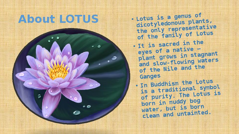 About LOTUS • L o t u s i s a g e n u s o f d i c o t y l e d o n o u s p l a n t s , t h e o n l y r e p r