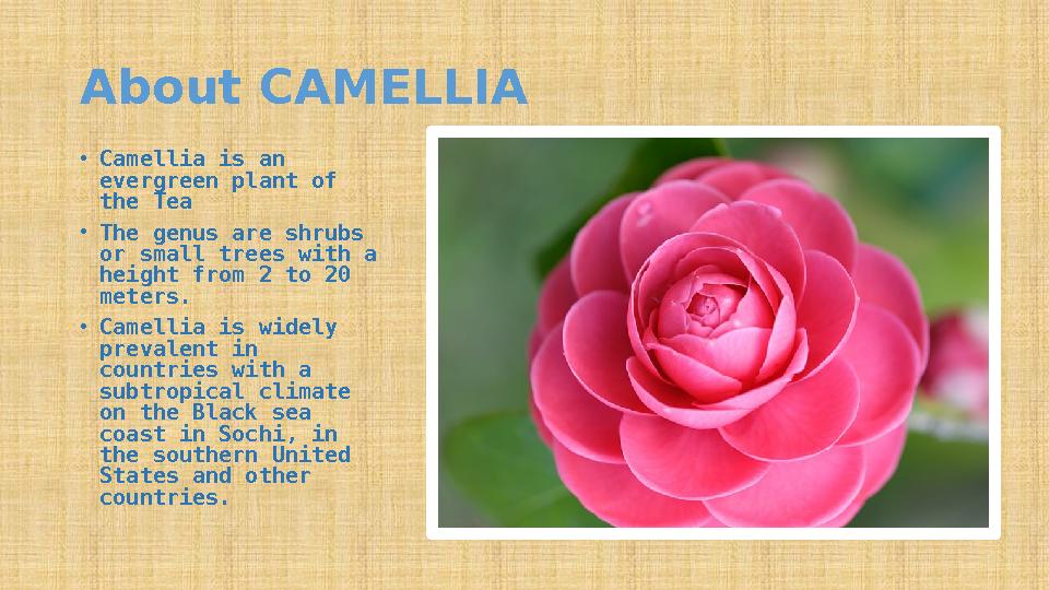 About CAMELLIA • Camellia is an evergreen plant of the Tea • The genus are shrubs or small trees with a height from 2 to 20