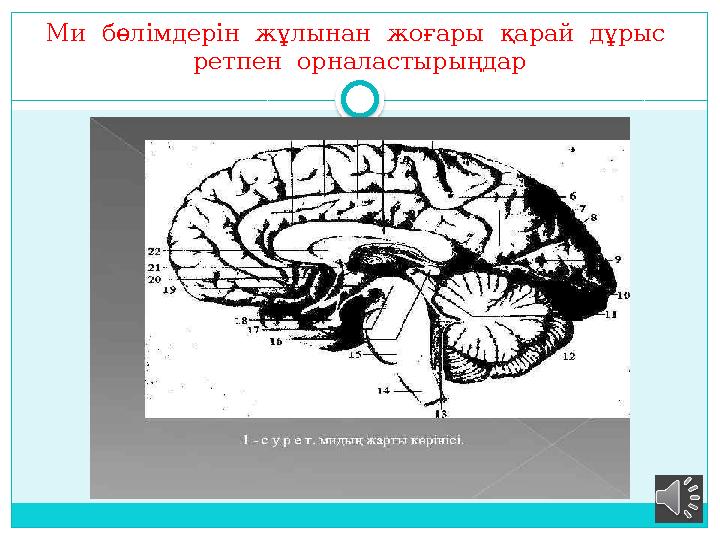 Ми бөлімдерін жұлынан жоғары қарай дұрыс ретпен орналастырыңдар