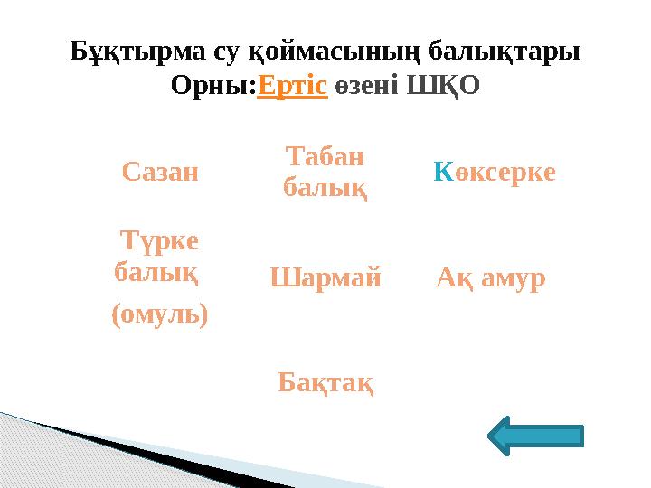 Сазан Табан балық К өксерке Түрке балық (омуль) Шармай Ақ амур БақтақБұқтырма су қоймасының балықтары Орны: Ертіс өзені ШҚ