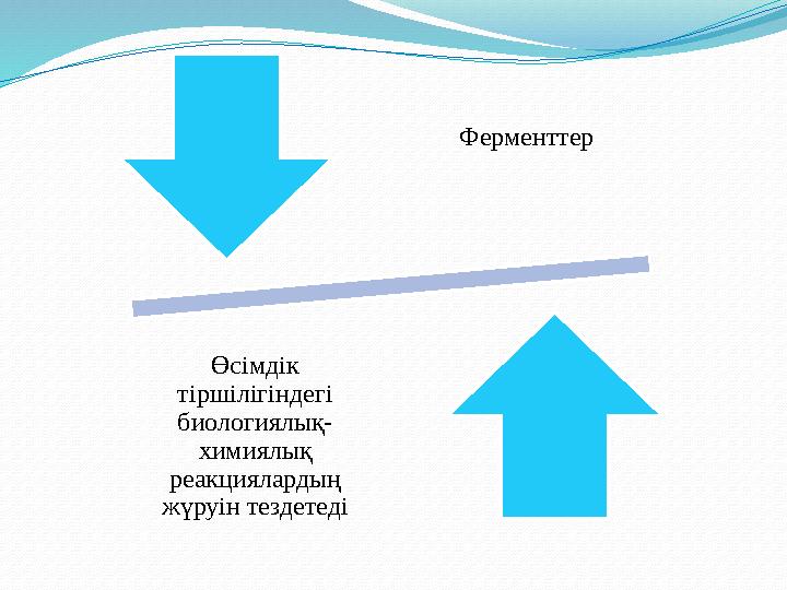 Ферменттер Өсімдік тіршілігіндегі биологиялық- химиялық реакциялардың жүруін тездетеді