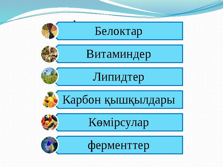 Алғашқы синтез заттары Белоктар Витаминдер Липидтер Карбон қышқылдары Көмірсулар ферменттер