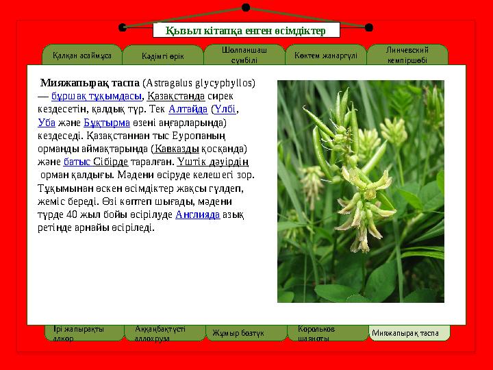 Қалқан асаймұса LOREM IPSUMКәдімгі өрік Шолпаншаш сүмбілі Мияжапырақ таспа ( Astragalus glycyphyllos) — бұршақ тұқымдасы ,