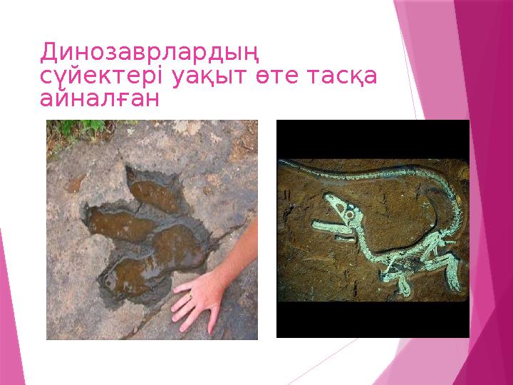 Динозаврлардың сүйектері уақыт өте тасқа айналған