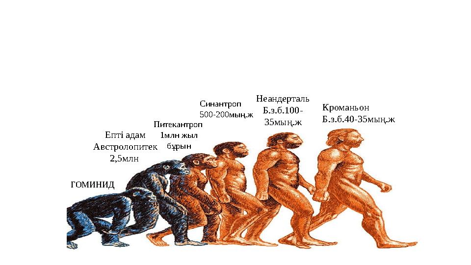 ГОМИНИД Епті адам Австролопитек 2,5млн Питекантроп 1млн жыл бұрын Синантроп 500-200мың.ж Неандерталь Б.з.б.100- 35мың.ж Крома
