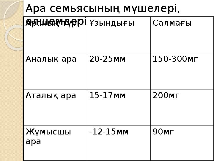 Араның түрі Ұзындығы Салмағы Аналық ара 20-25мм 150-300мг Аталық ара 15-17мм 200мг Жұмысшы ара -12-15мм 90мгАра семьясының м