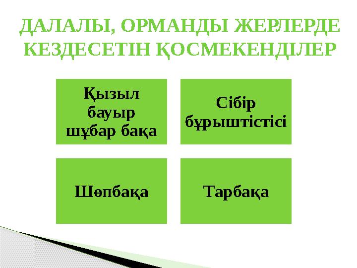 Қызыл бауыр шұбар бақа Сібір бұрыштістісі Шөпбақа ТарбақаДАЛАЛЫ, ОРМАНДЫ ЖЕРЛЕРДЕ КЕЗДЕСЕТІН ҚОСМЕКЕНДІЛЕР