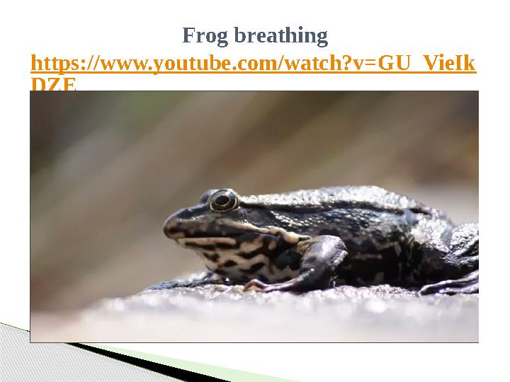 Frog breathing https://www.youtube.com/watch?v=GU_VieIk DZE