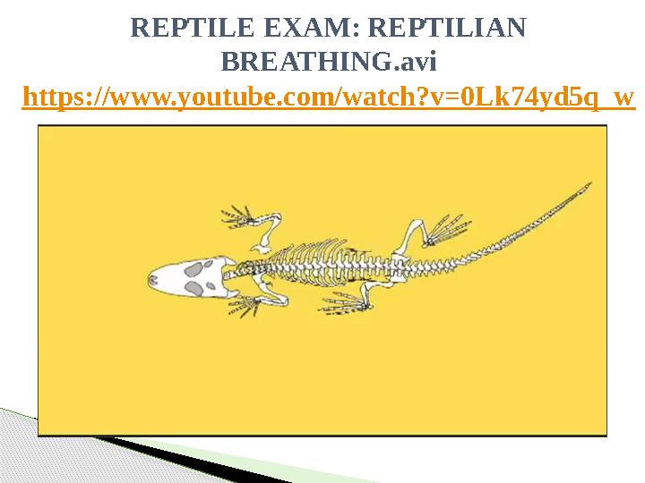 REPTILE EXAM: REPTILIAN BREATHING.avi https://www.youtube.com/watch?v=0Lk74yd5q_w