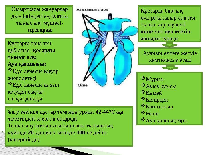 Омыртқалы жануарлар дың ішіндегі ең қуатты тыныс алу мүшесі- құстарда Құстарда барлық омыртқалылар сияқты тыныс алу мүшесі