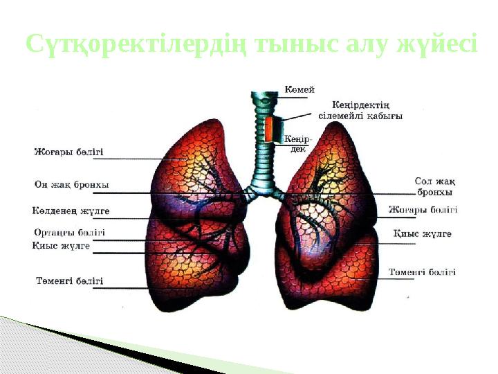 Сүтқоректілердің тыныс алу жүйесі