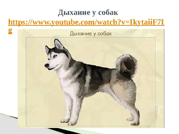 Дыхание у собак https://www.youtube.com/watch?v=IkytaiiF7I g