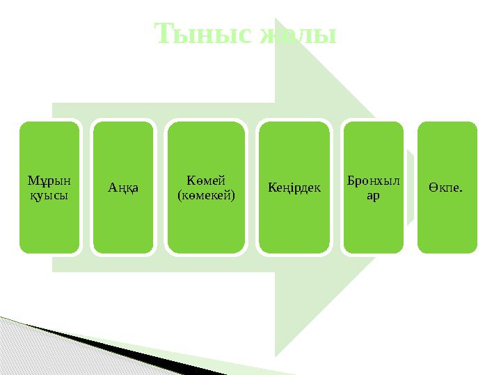 Мұрын қуысы Аңқа Көмей (көмекей) Кеңірдек Бронхыл ар Өкпе. Тыныс жолы