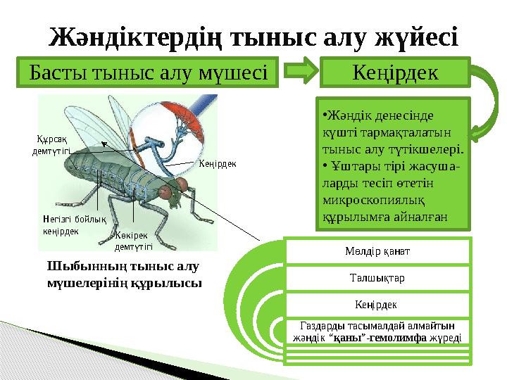 Жәндіктердің тыныс алу жүйесі Басты тыныс алу мүшесі Кеңірдек • Жәндік денесінде күшті тармақталатын тыныс алу түтікшелері. •