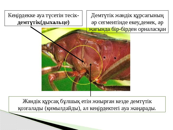 Дыхальца где расположены