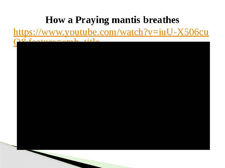 How a Praying mantis breathes https://www.youtube.com/watch?v=iuU-X506cu Q&feature=emb_title